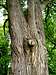 Bark of Linden Tree