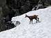 chamois on a snowfield
