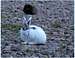 An arctic hare, one of the...