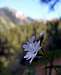 Woodland-Star in Thaynes Canyon