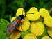 Five-Spot Burnet Moth