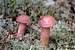 pink mushrooms