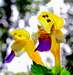 Gorski kotar flora - Large flowered Hemp nettle