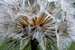 Dandelion in seed