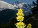 Jungfrau with alpine flower