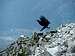 Landing raven on Krivan