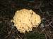 Sponge mushroom