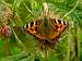 Tortoiseshell Butterfly - Fruid