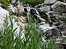 Moving Up Waterfalls in Vivian Creek