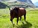 Horse roaming in Vignum Valley