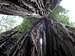 Tall Trees Grove - Redwood Nationalpark
