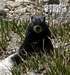 a black marmot, I/II
