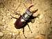 Czech Stag Beetle