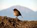 Birdie on Kilimanjaro