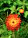 Orange Hawkweed