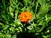 Orange Hawkweed