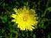 Yellow Hawkweed