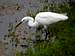 great egret hunting