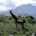 Giraffe and Mount Meru. One...