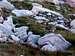 Ptarmigans on Bluebell's slopes