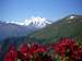 Flowers in Cable Car Station Belalp