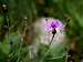 Knapweed, Spotted