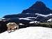 GOAT BELOW MOUNT REYNOLDS-GLACIER NATIONAL PARK-MT