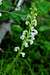 Coiled Lousewort