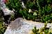 White Flowering Mountain Heather