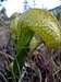 California Pitcher Plant (Cobra Lily)