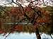 Beautiful Tree at Walden Pond