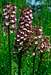 Burgundian orchys pupurea