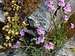 Fairy Foxglove (Erinus alpinus)