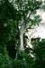 Giant kapok tree on the...