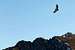 Griffon Vulture over Velino rocks