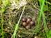 Nest of Skylark with eggs