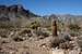 Mojave cacti