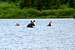 family of moose swimming across Red Rock Lake