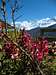 Beautiful garden in Gunsang, Annapurna