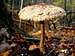 The Parasol Mushroom