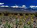 Desert gold and Telescope Peak