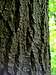 Bark of Douglas-fir