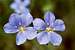 Wild Blue Flax (Linum perenne)