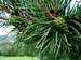 Pinus sylvestris – foliage and cones