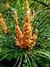 Pinus sylvestris – pollen cones