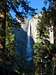 Upper Yosemite Fall through trees