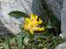Yellow vulneraria (Anthyllis alpestris)