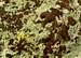 Brown lichen on green rock