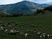 Herds of sheep in the beginning of the spring in Vlkolínec :)