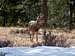Mule Deer Yearling, RMNP